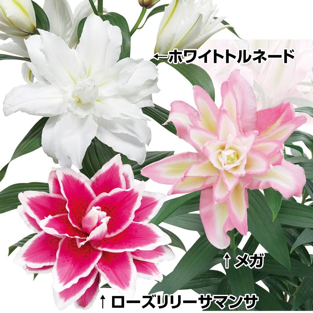 ユリ 球根 花ユリ(オリエンタルリリー) ブルックス 100球